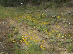 Слика од Leucochrysum albicans (A. Cunn.) P. G. Wilson