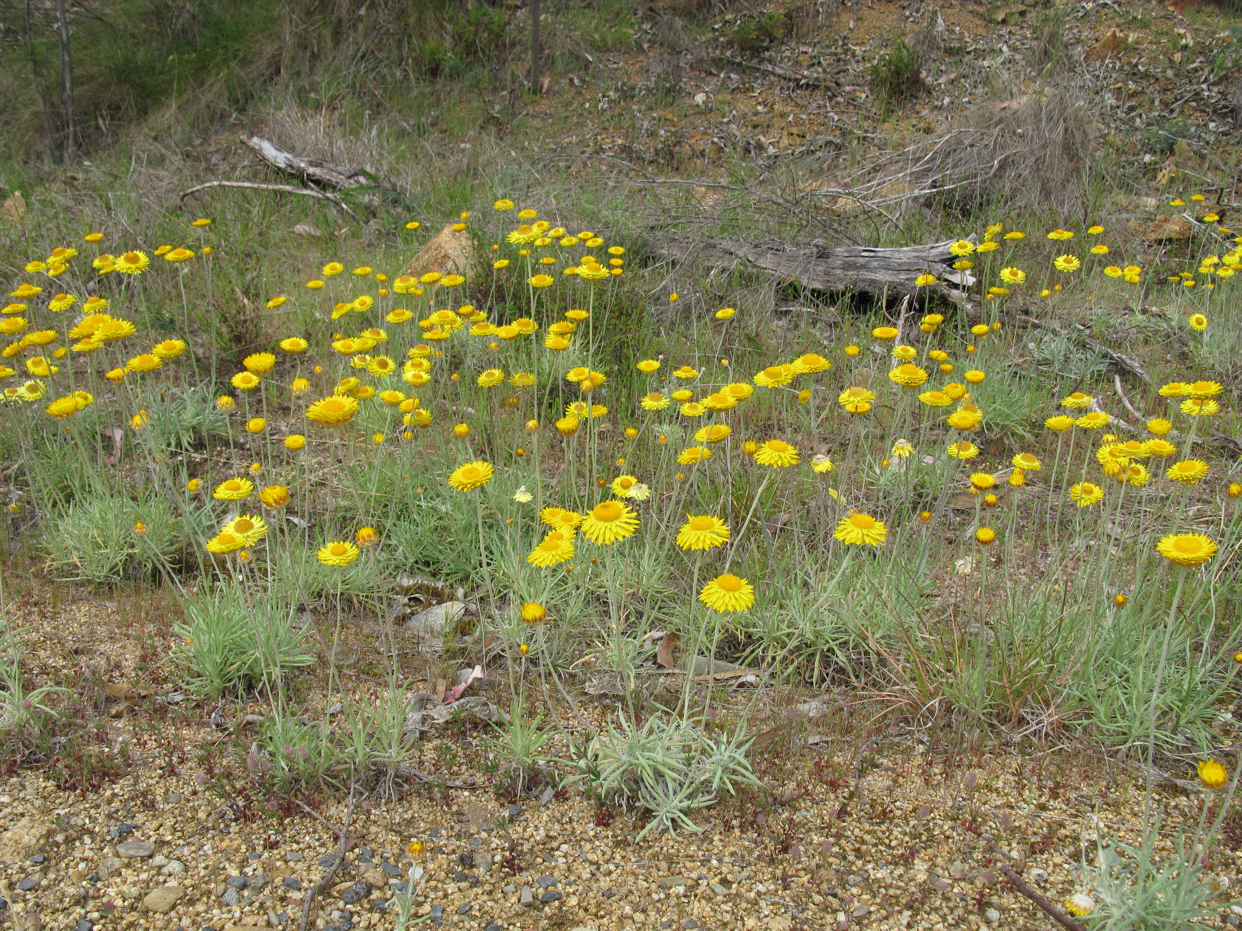 Слика од Leucochrysum albicans (A. Cunn.) P. G. Wilson