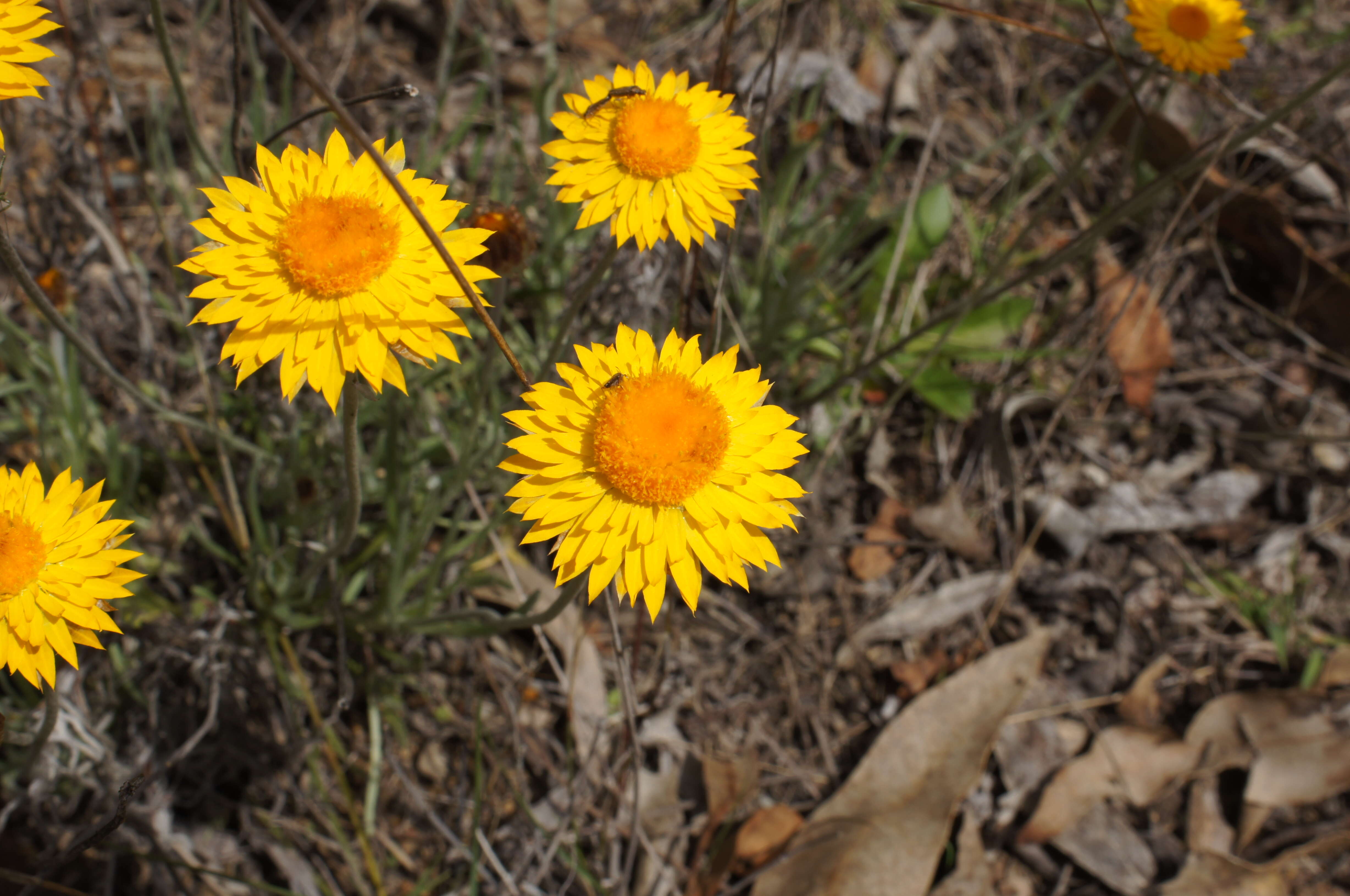 Слика од Leucochrysum albicans (A. Cunn.) P. G. Wilson