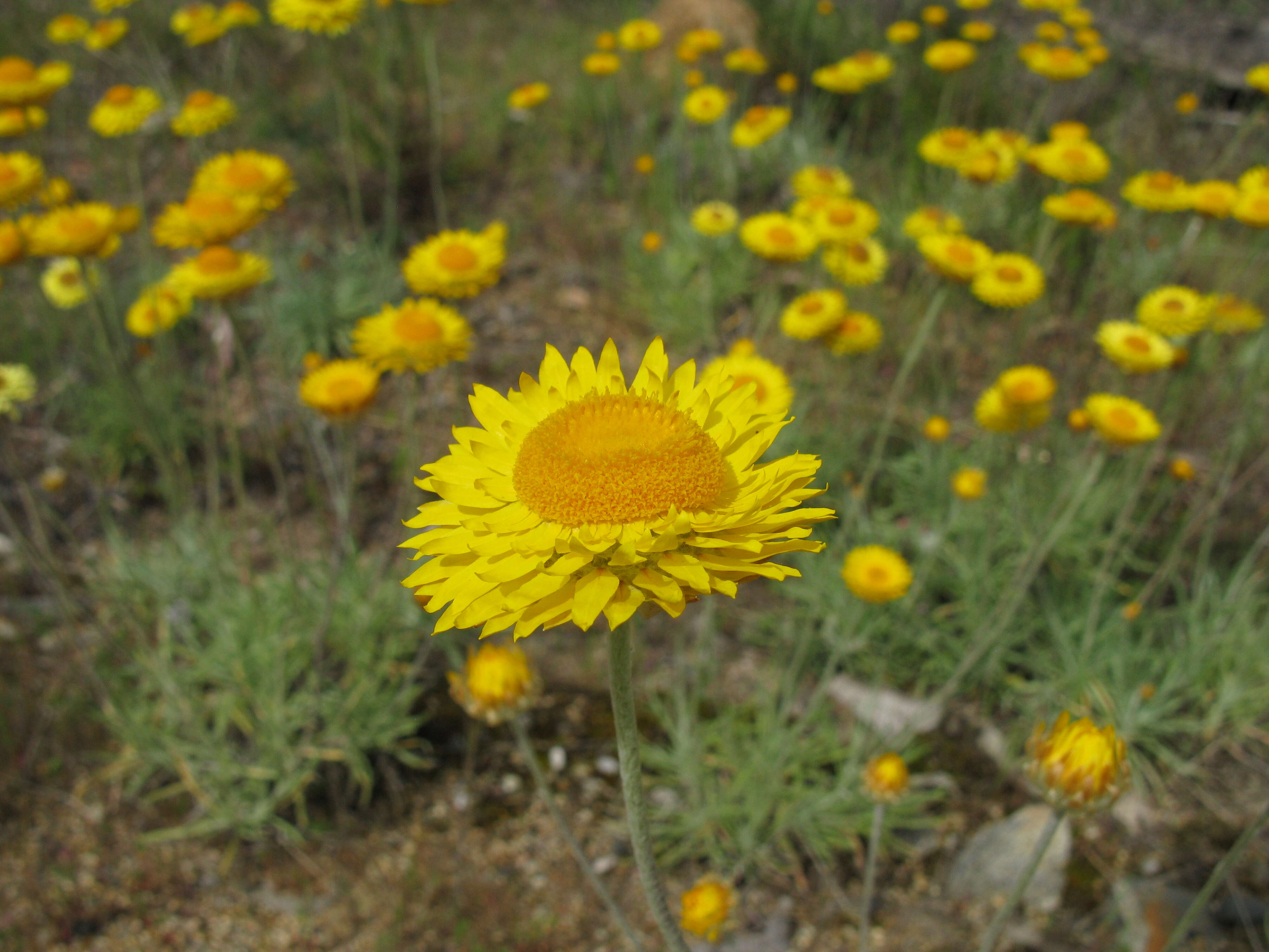 Слика од Leucochrysum albicans (A. Cunn.) P. G. Wilson