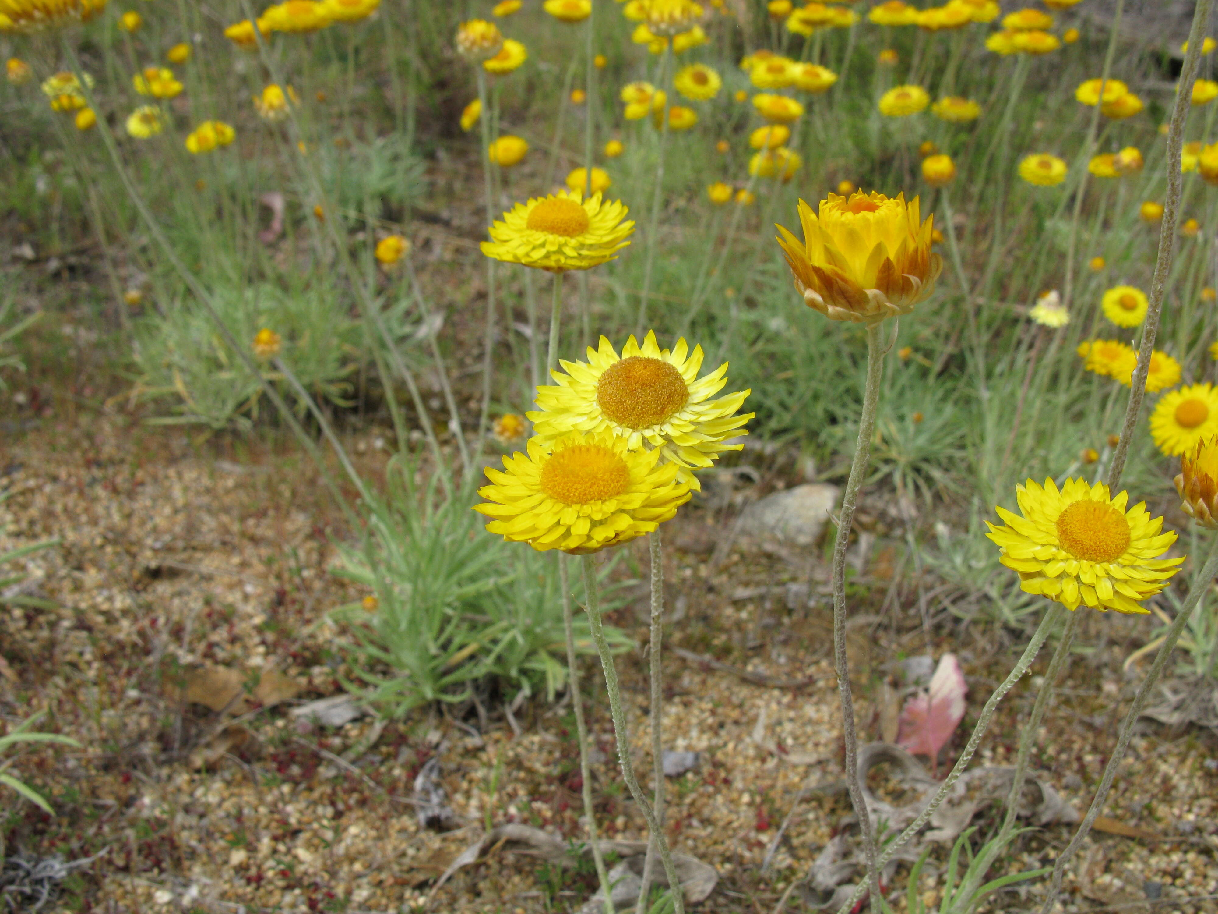 Слика од Leucochrysum albicans (A. Cunn.) P. G. Wilson