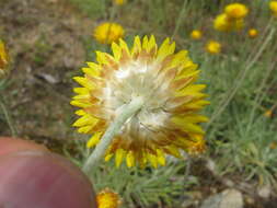 Слика од Leucochrysum albicans (A. Cunn.) P. G. Wilson