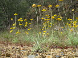 Слика од Leucochrysum albicans (A. Cunn.) P. G. Wilson