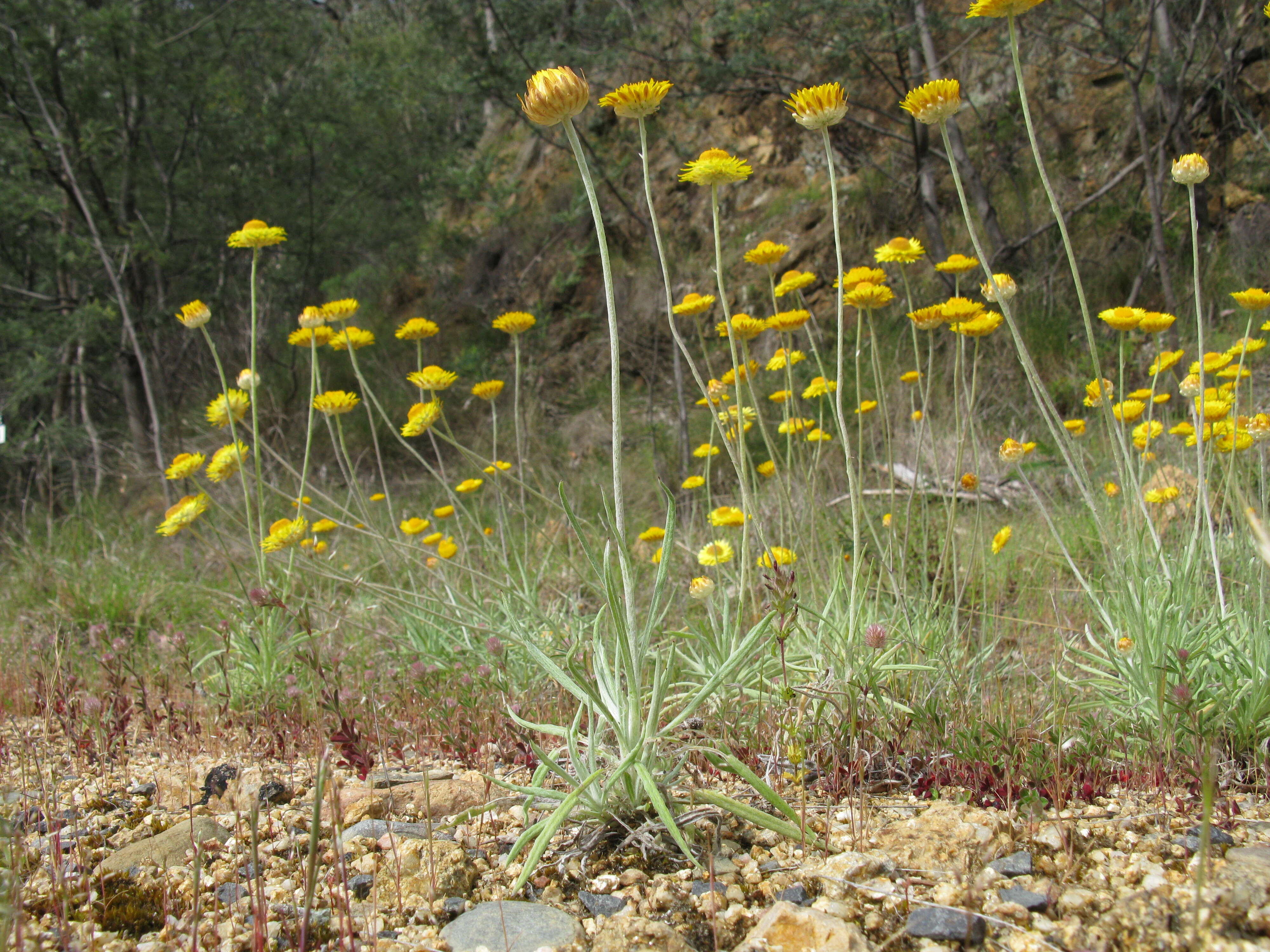 Слика од Leucochrysum albicans (A. Cunn.) P. G. Wilson