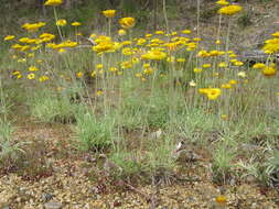 Слика од Leucochrysum albicans (A. Cunn.) P. G. Wilson