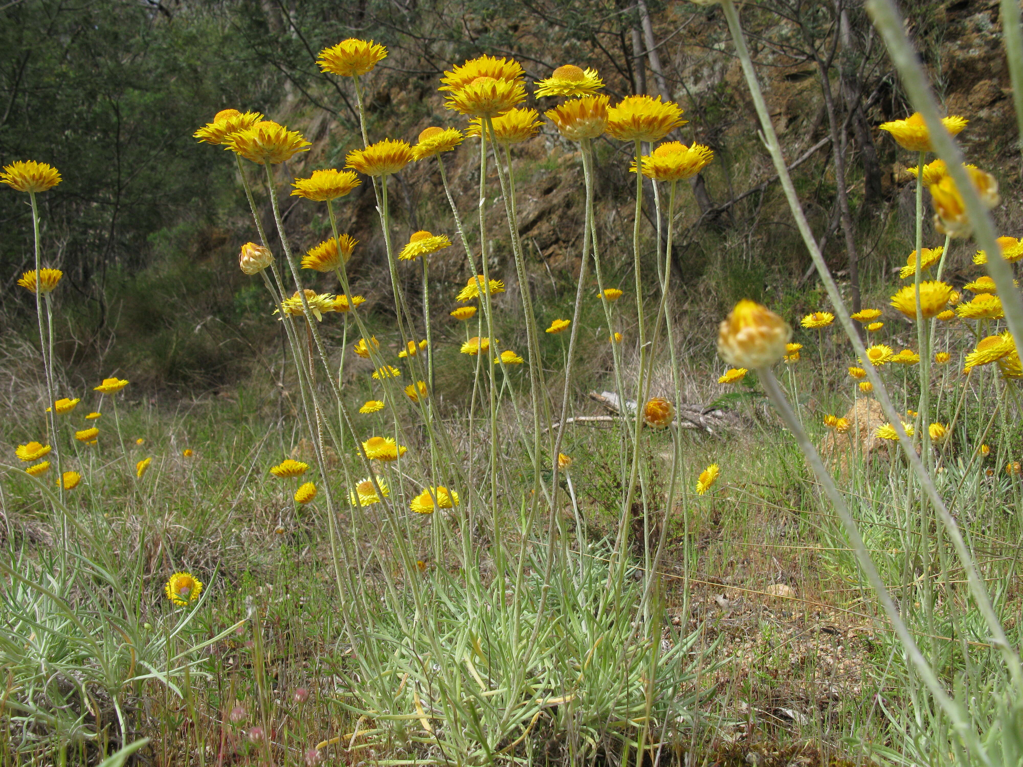 Слика од Leucochrysum albicans (A. Cunn.) P. G. Wilson