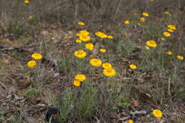 Слика од Leucochrysum albicans (A. Cunn.) P. G. Wilson