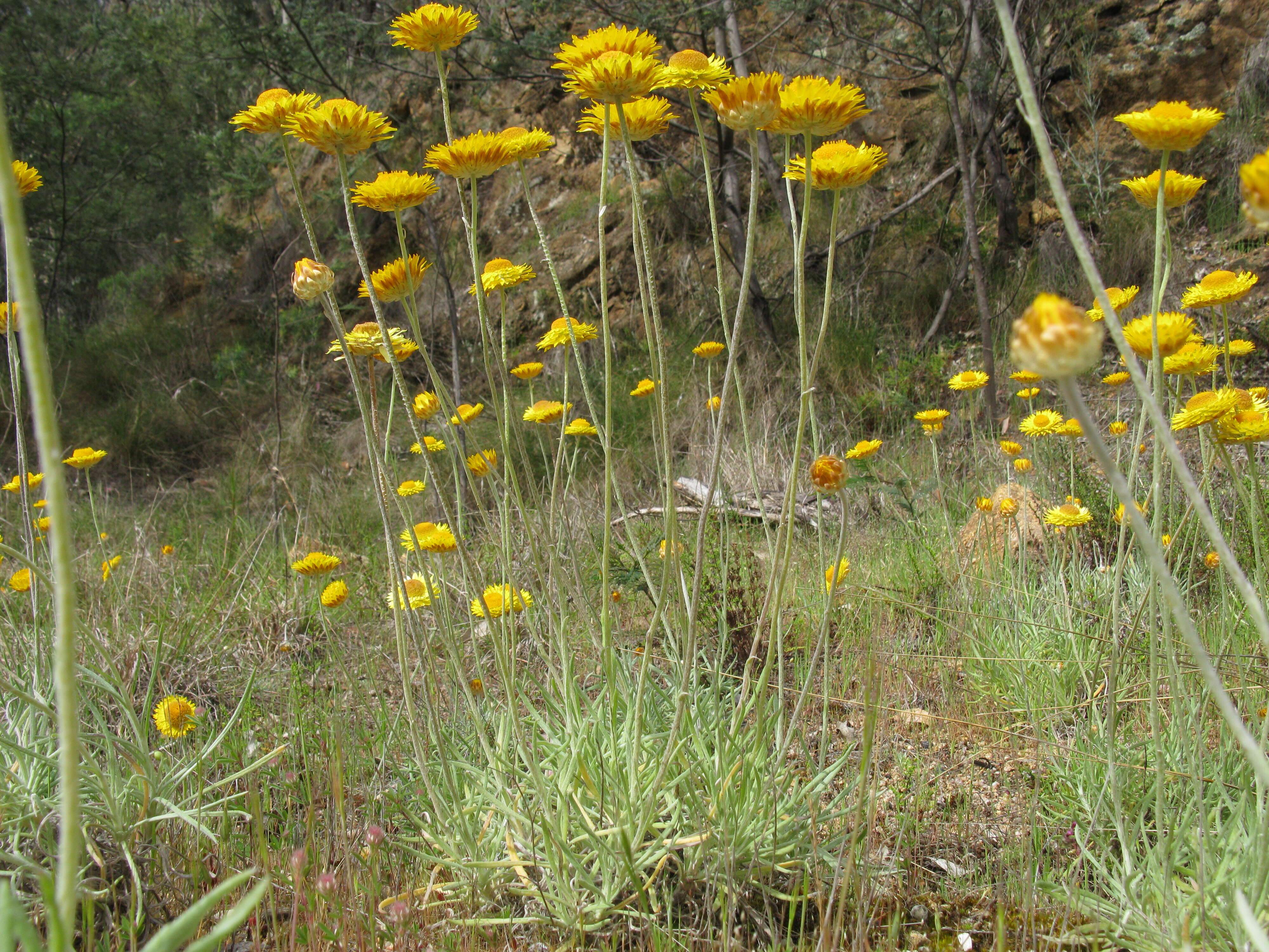 Слика од Leucochrysum albicans (A. Cunn.) P. G. Wilson