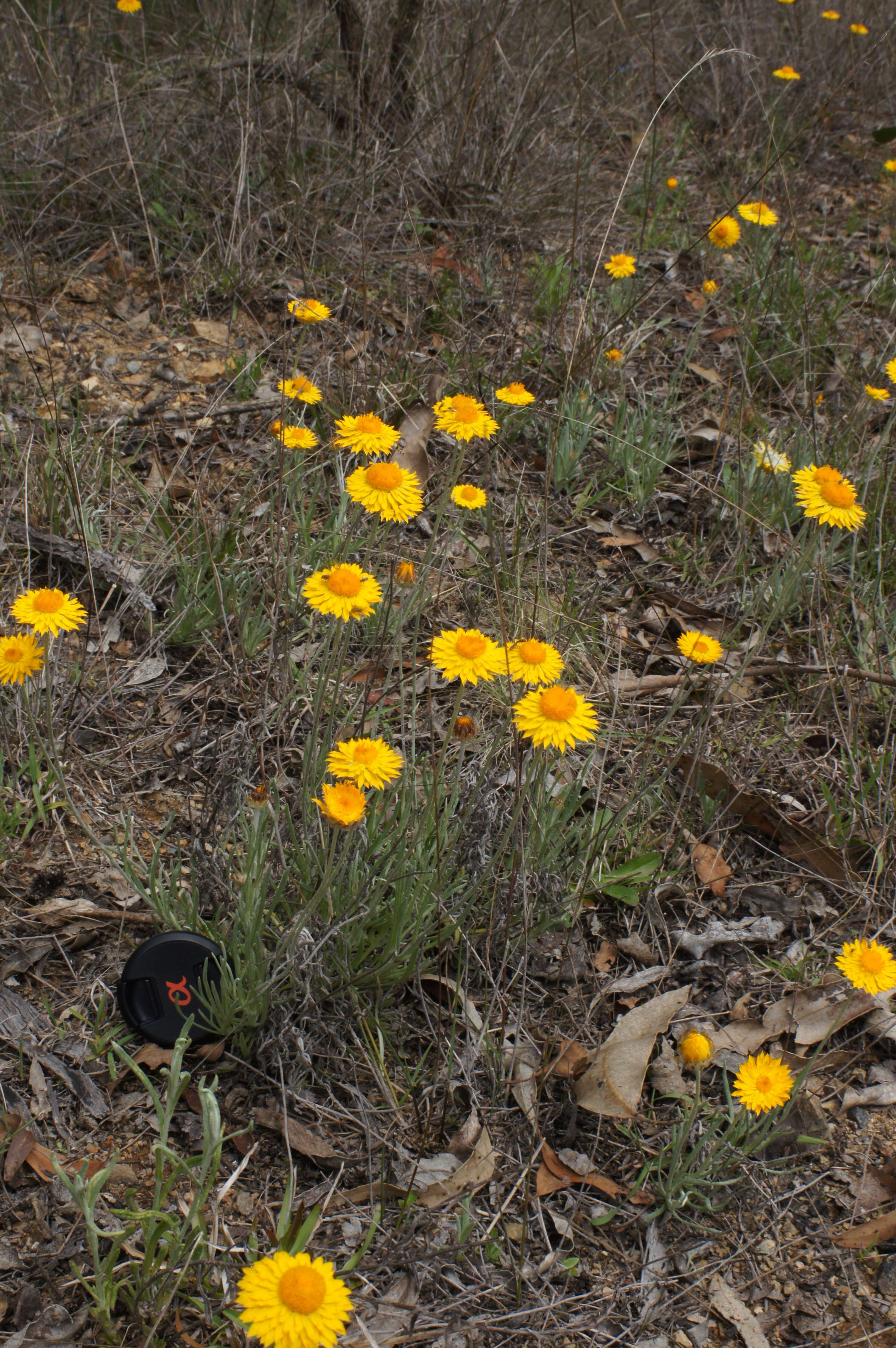 Слика од Leucochrysum albicans (A. Cunn.) P. G. Wilson