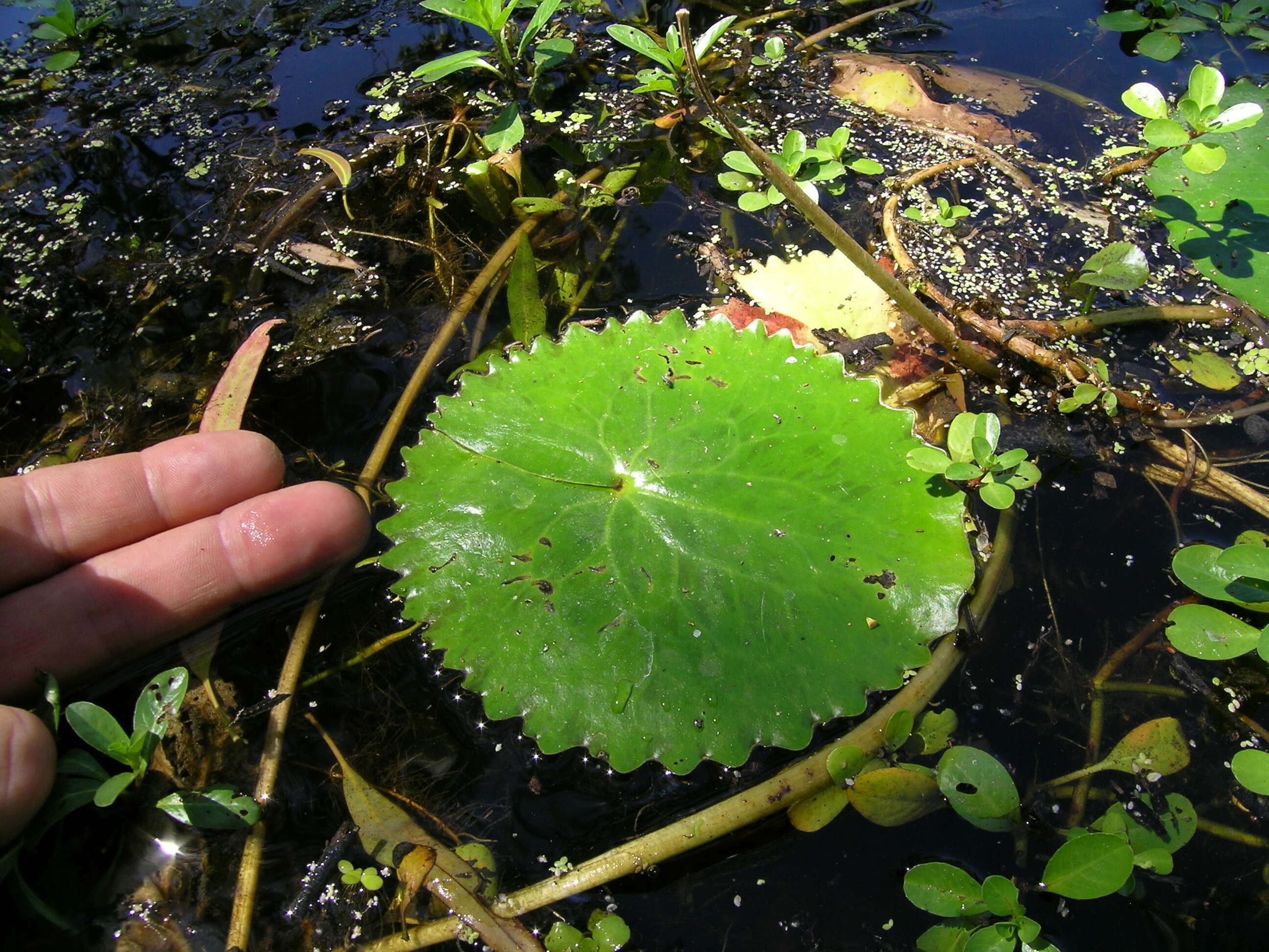 Image of Nymphoides crenata (F. Müll.) Kuntze