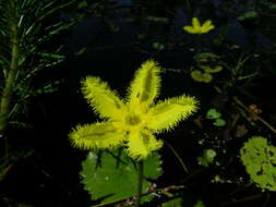 Image of Nymphoides crenata (F. Müll.) Kuntze