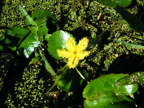 Image of Nymphoides crenata (F. Müll.) Kuntze