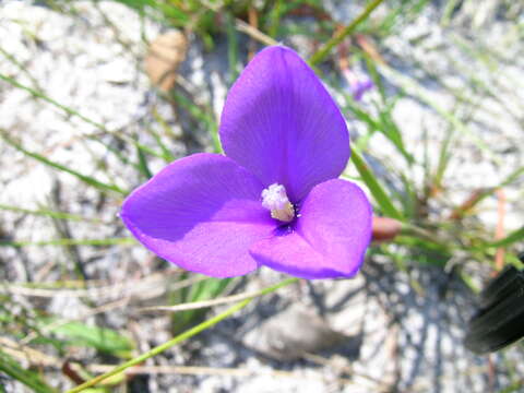 Image of Patersonia fragilis (Labill.) Asch. & Graebn.