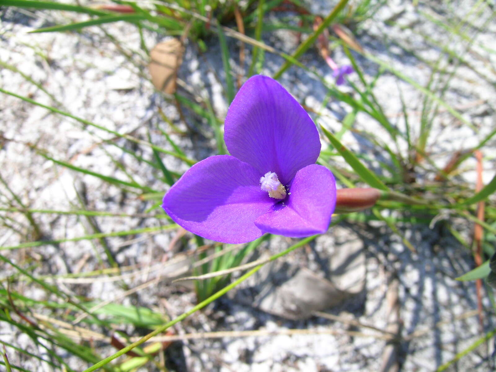 Image of Patersonia fragilis (Labill.) Asch. & Graebn.