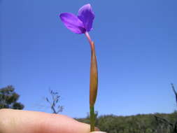 Image of Patersonia fragilis (Labill.) Asch. & Graebn.