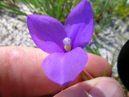 Image of Patersonia fragilis (Labill.) Asch. & Graebn.