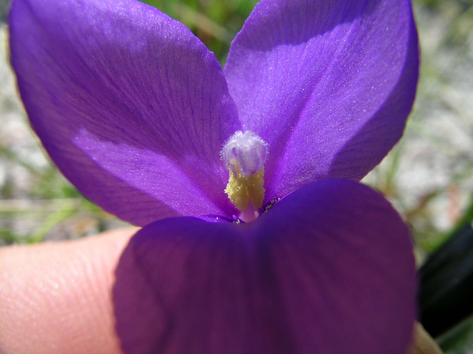 Image of Patersonia fragilis (Labill.) Asch. & Graebn.