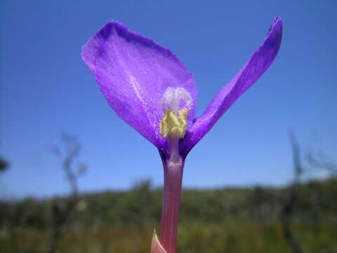 Image of Patersonia fragilis (Labill.) Asch. & Graebn.