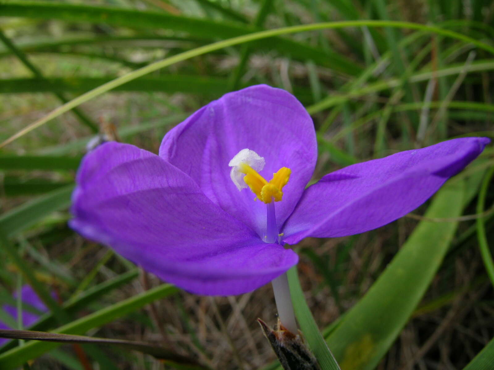 Imagem de Patersonia sericea R. Br.