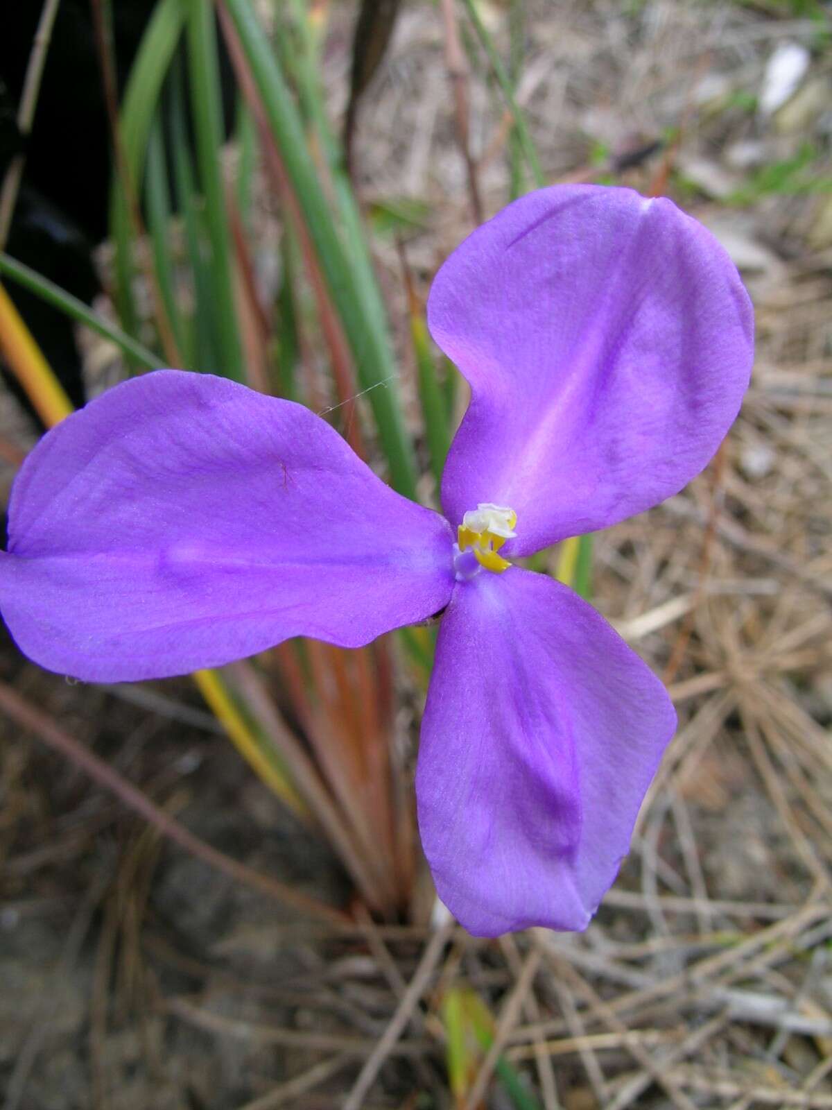 Imagem de Patersonia sericea R. Br.