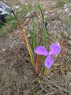 Imagem de Patersonia sericea R. Br.