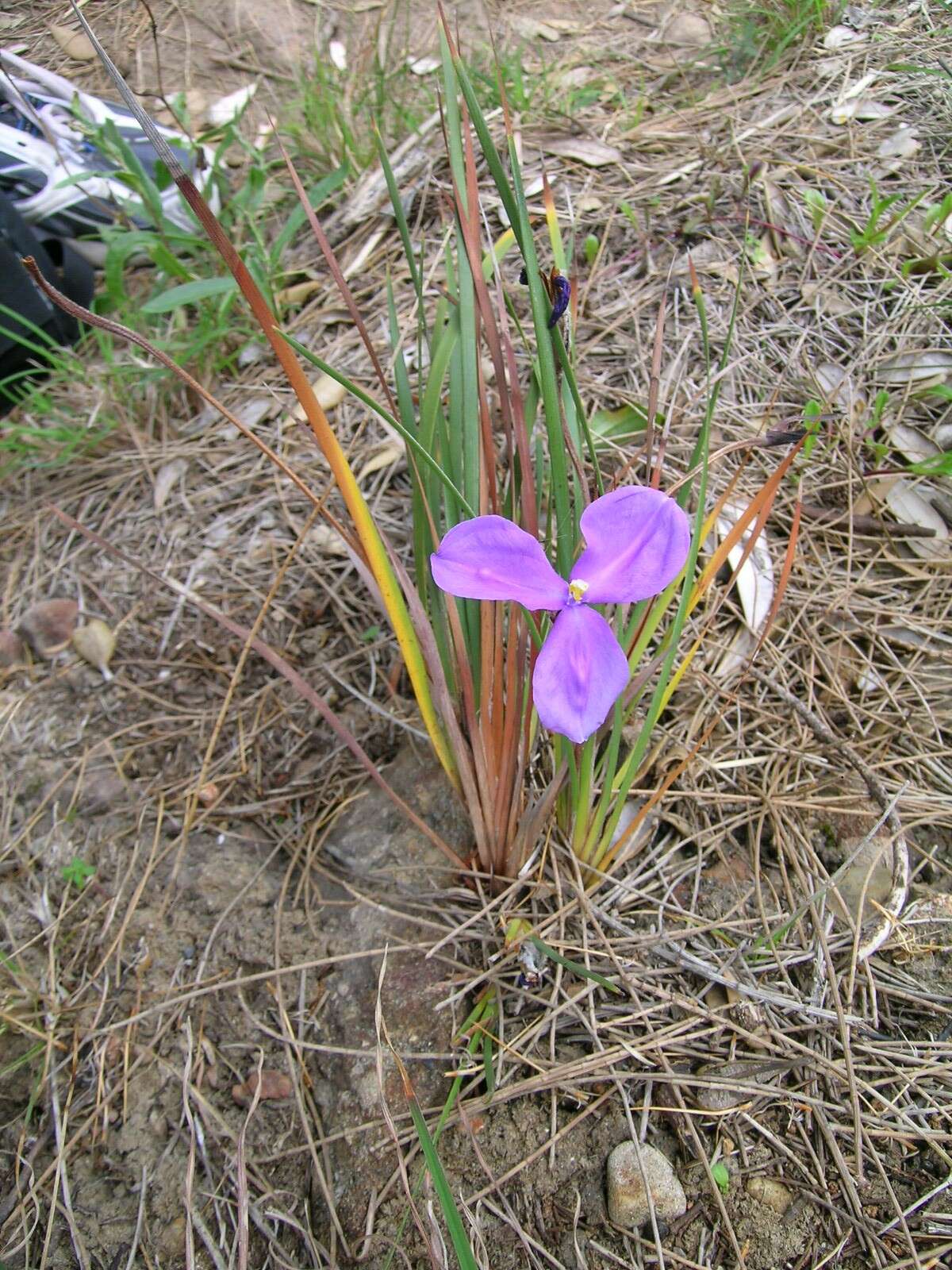 Imagem de Patersonia sericea R. Br.