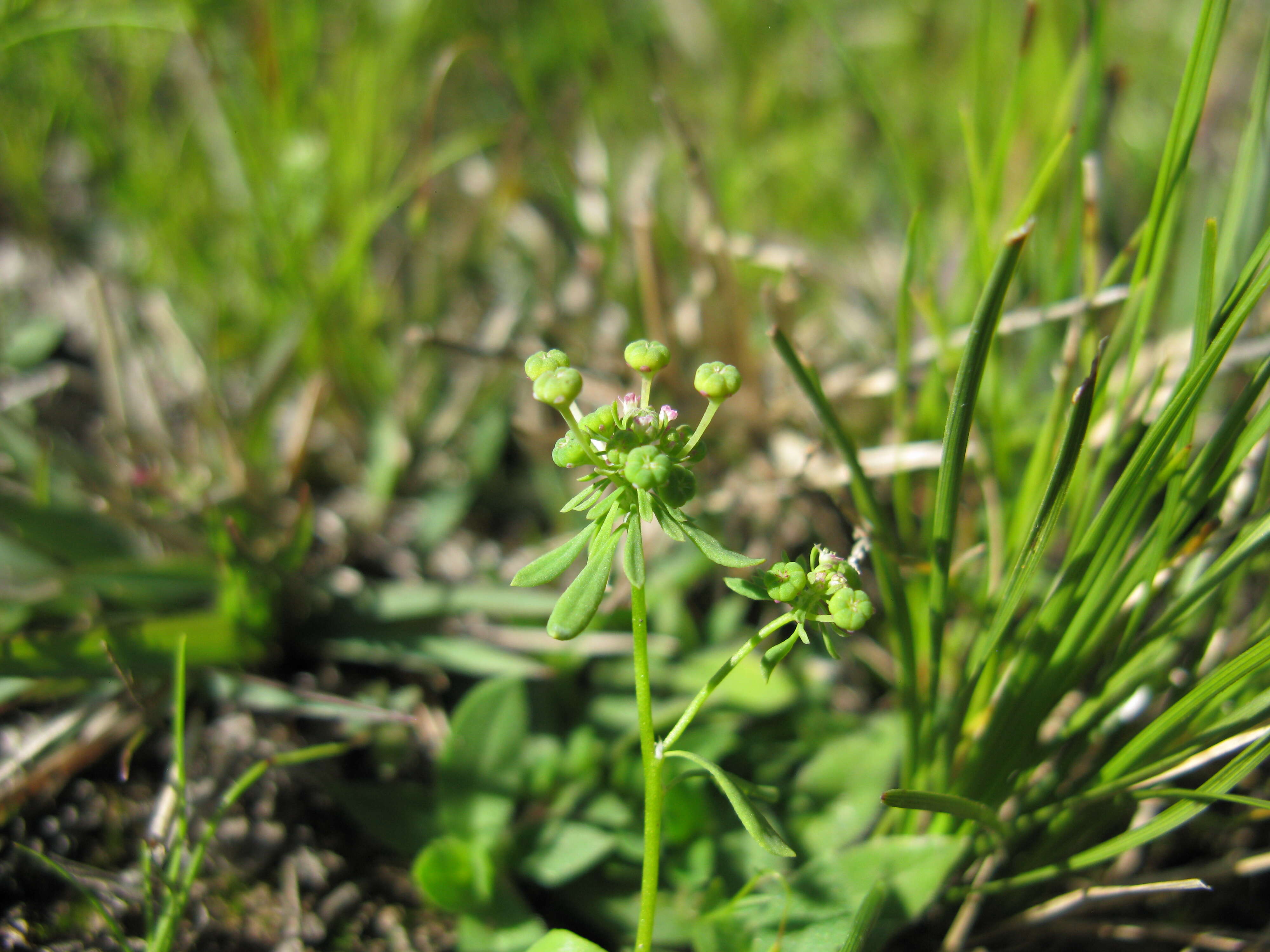 Imagem de Poranthera microphylla Brongn.