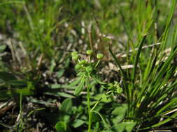 Imagem de Poranthera microphylla Brongn.