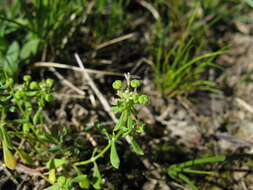 Imagem de Poranthera microphylla Brongn.