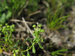 Imagem de Poranthera microphylla Brongn.