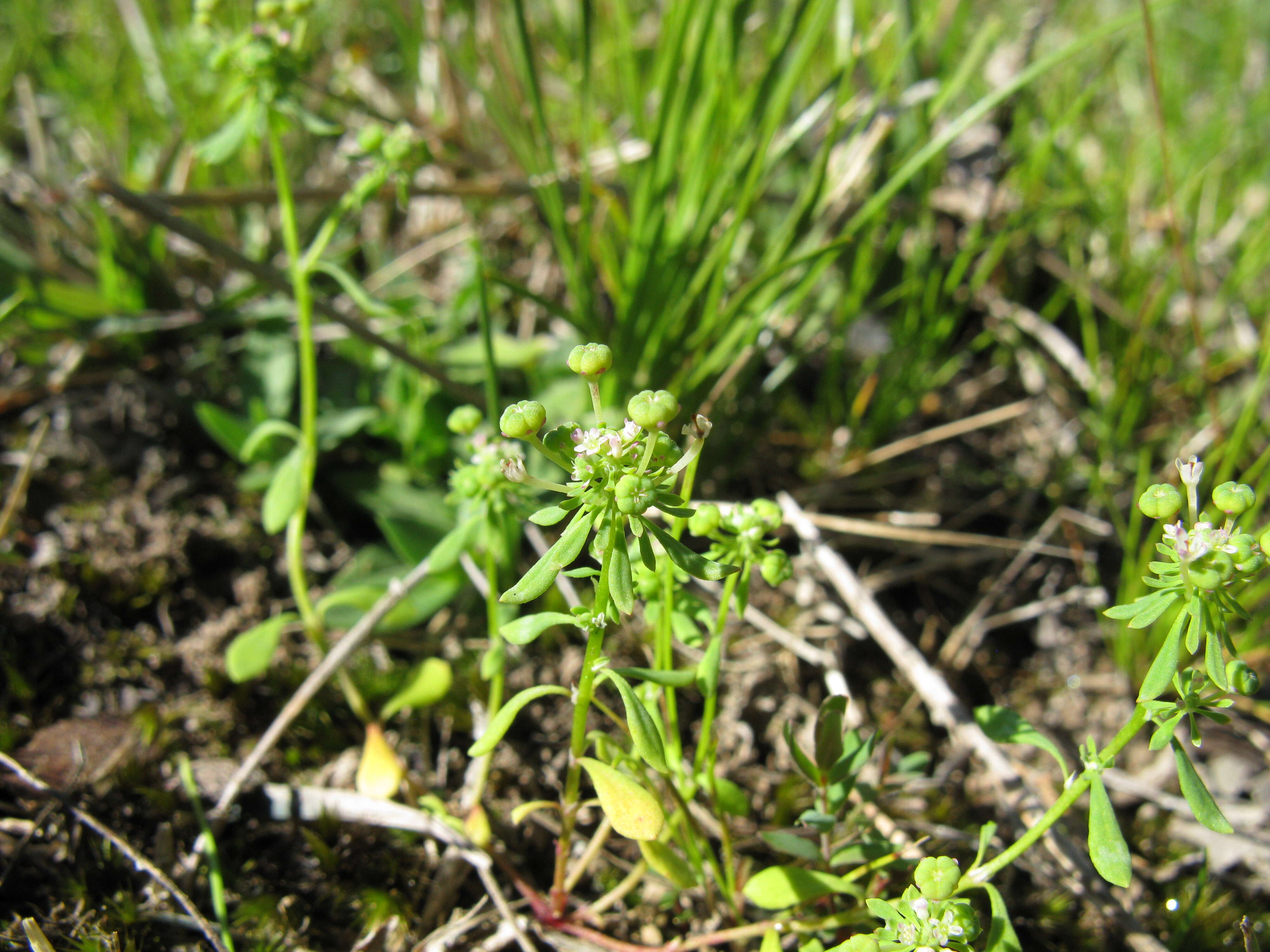 Imagem de Poranthera microphylla Brongn.