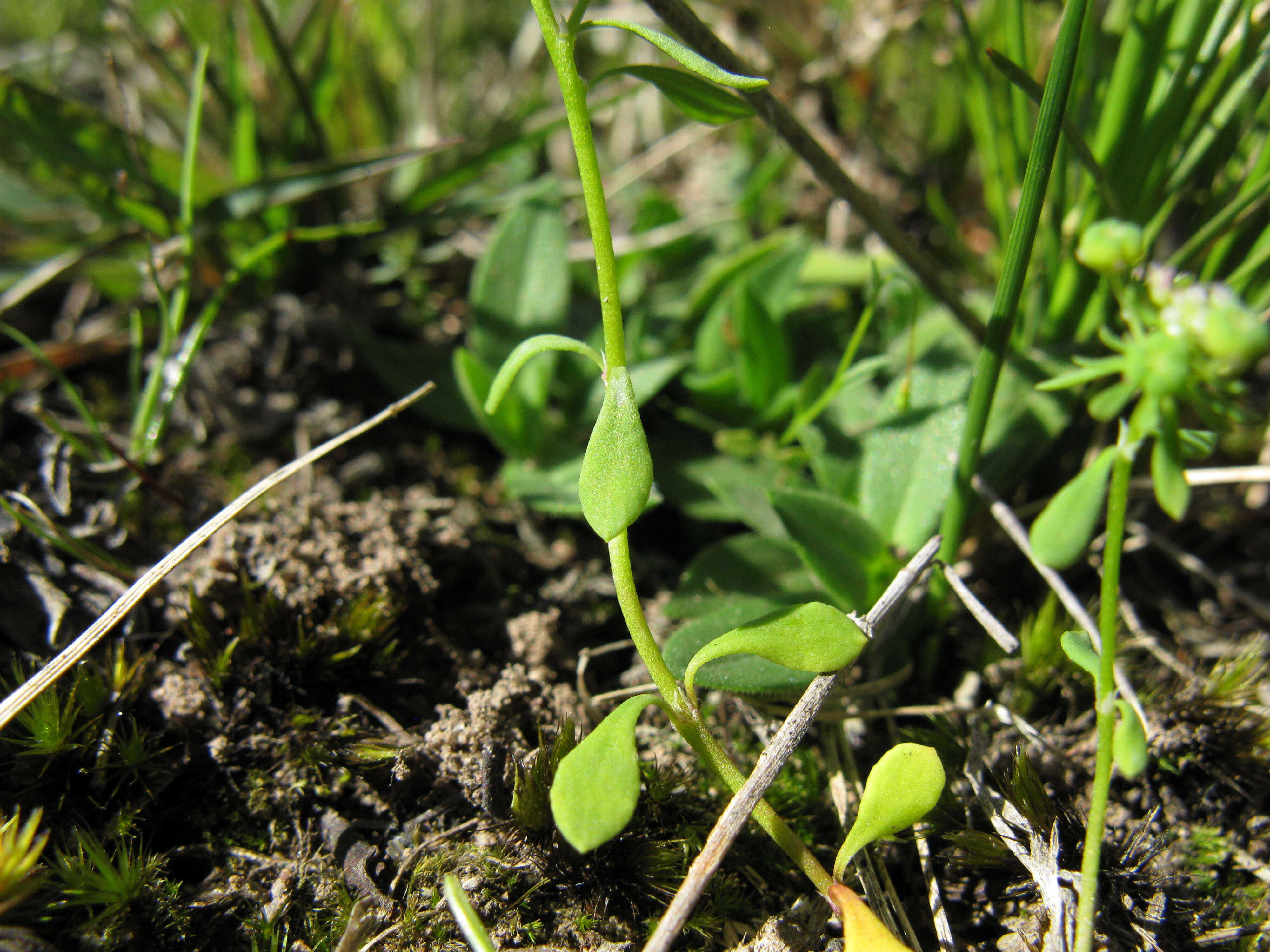 Imagem de Poranthera microphylla Brongn.