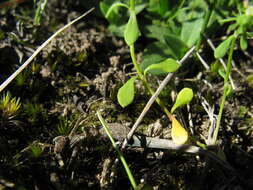 Imagem de Poranthera microphylla Brongn.