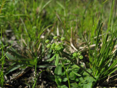 Imagem de Poranthera microphylla Brongn.