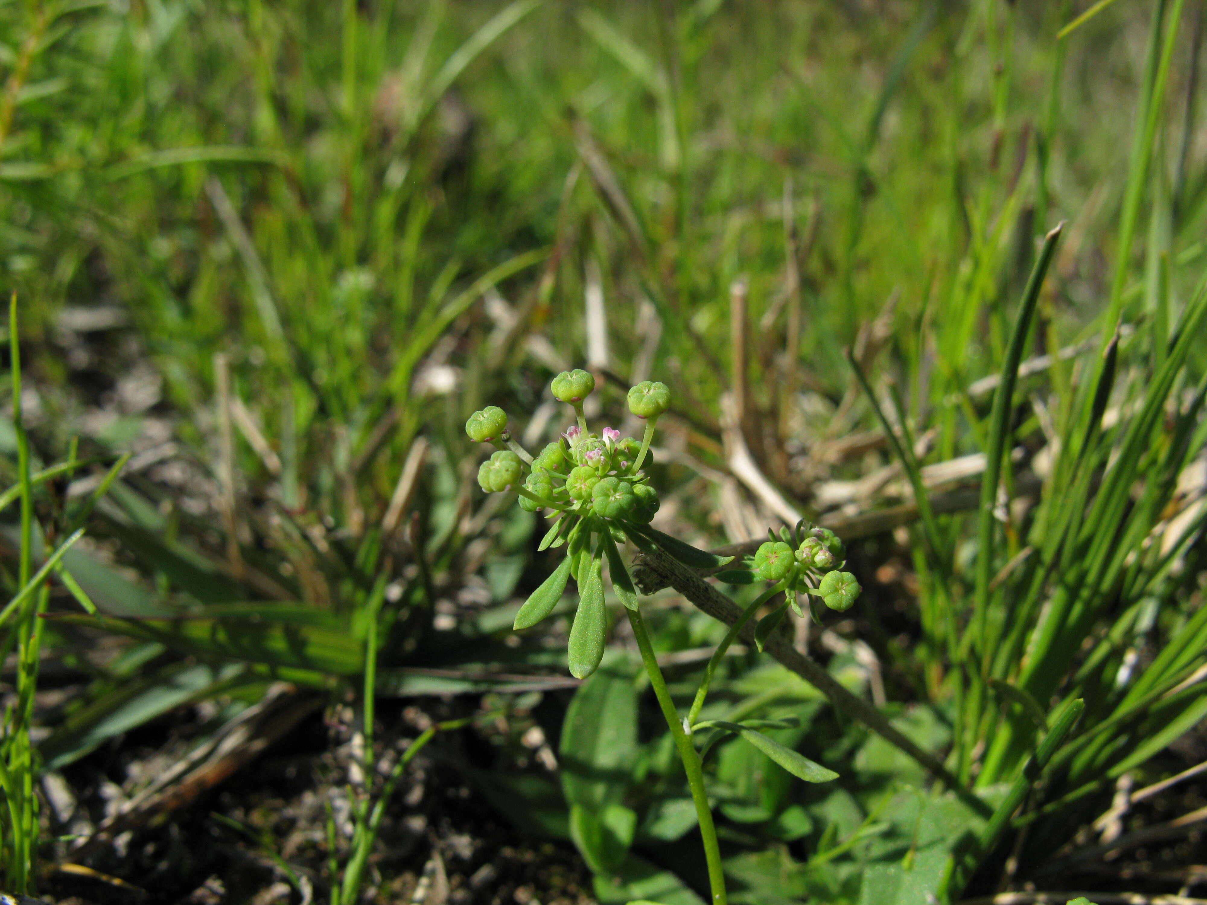 Imagem de Poranthera microphylla Brongn.