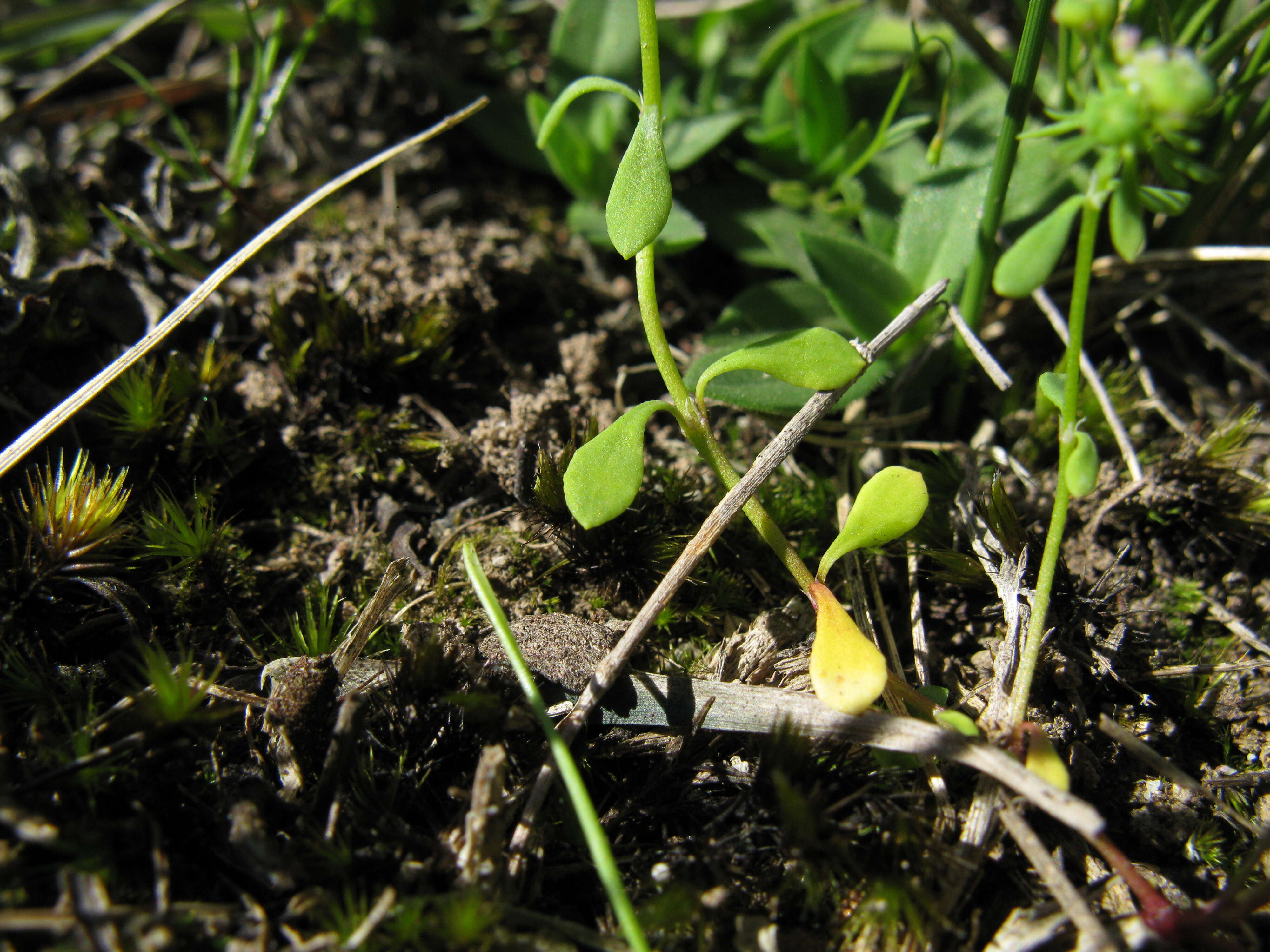 Imagem de Poranthera microphylla Brongn.