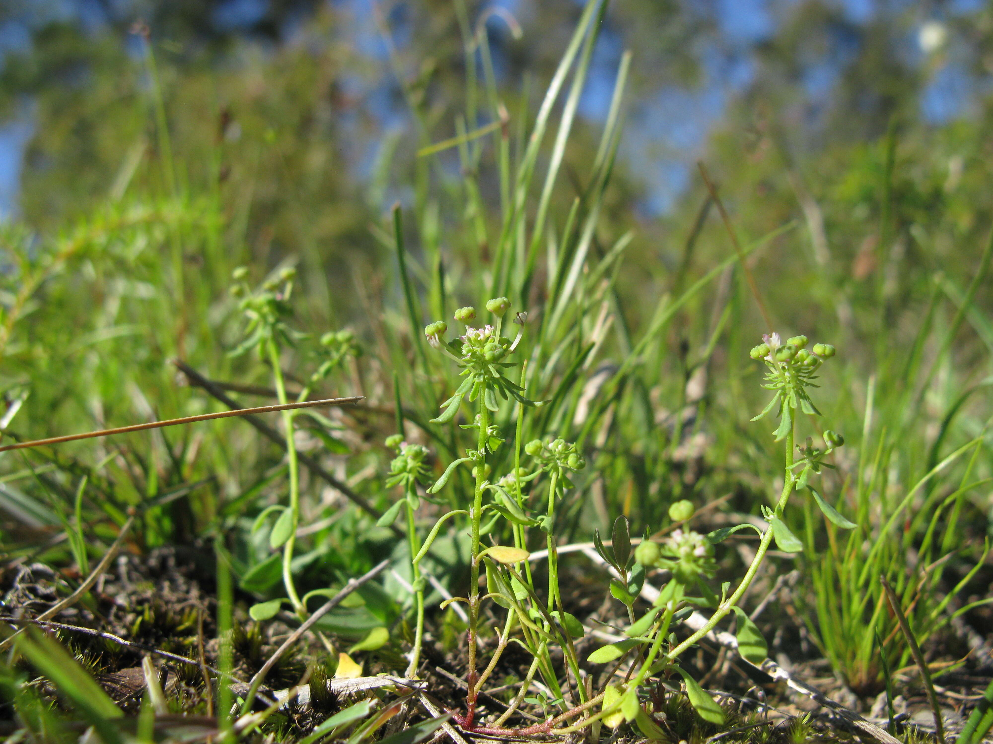 Imagem de Poranthera microphylla Brongn.