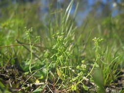 Imagem de Poranthera microphylla Brongn.