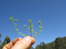 Imagem de Poranthera microphylla Brongn.