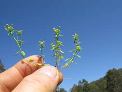 Imagem de Poranthera microphylla Brongn.