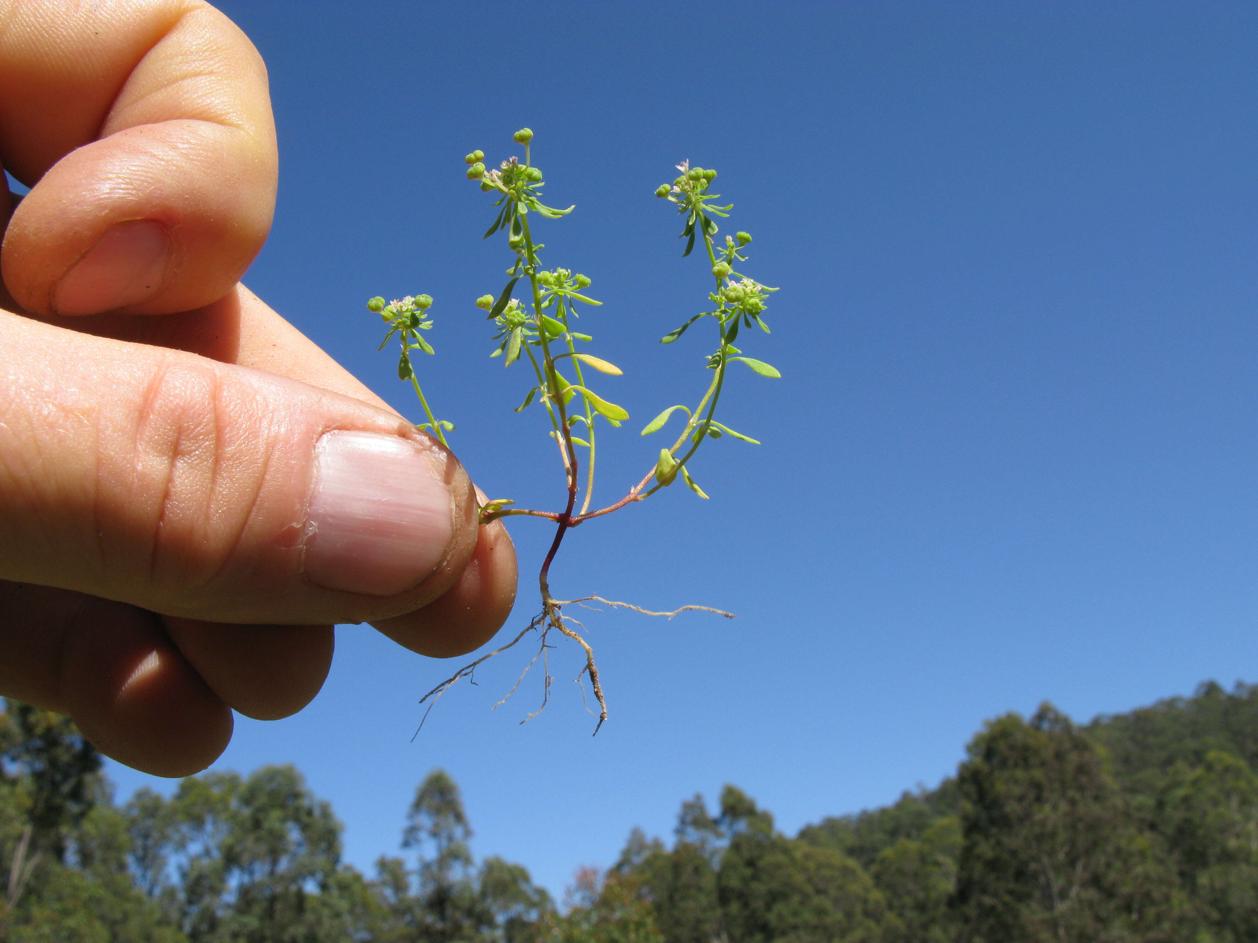 Imagem de Poranthera microphylla Brongn.