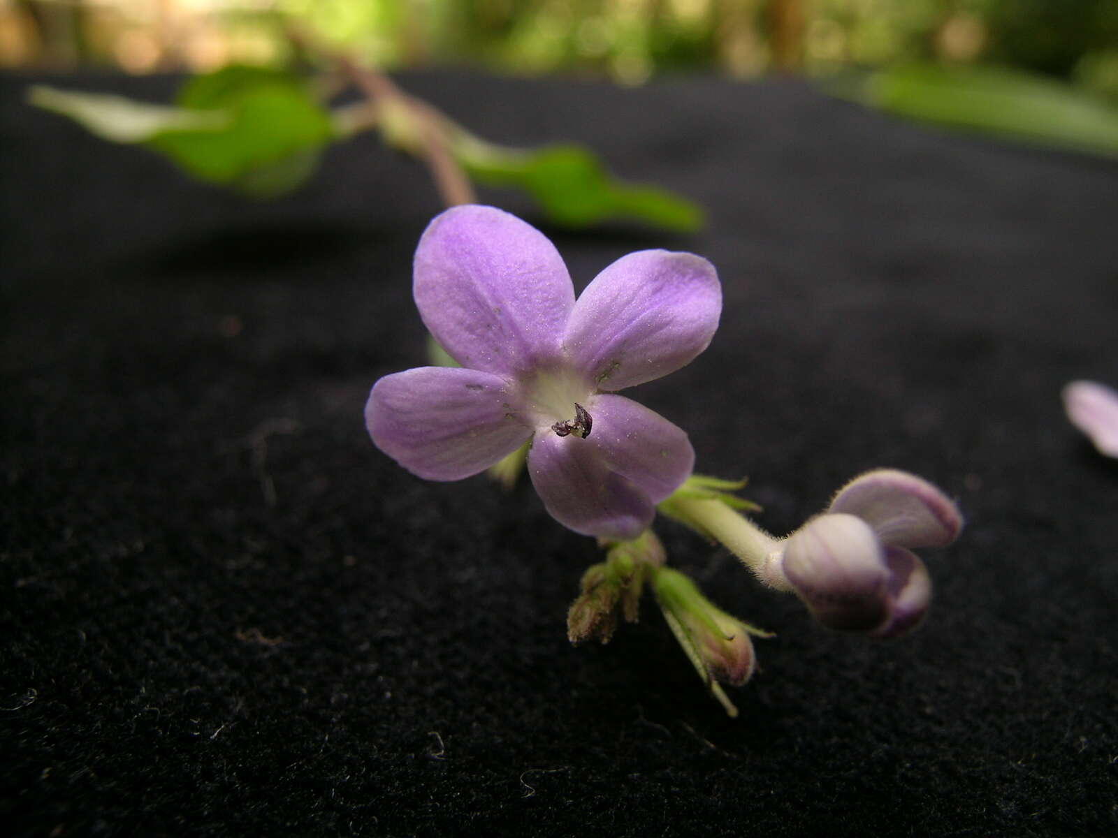 Pseuderanthemum variabile (R. Br.) Radlk. resmi