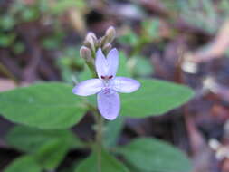 Image de Pseuderanthemum variabile (R. Br.) Radlk.