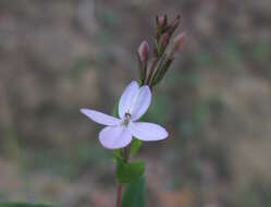 Pseuderanthemum variabile (R. Br.) Radlk. resmi