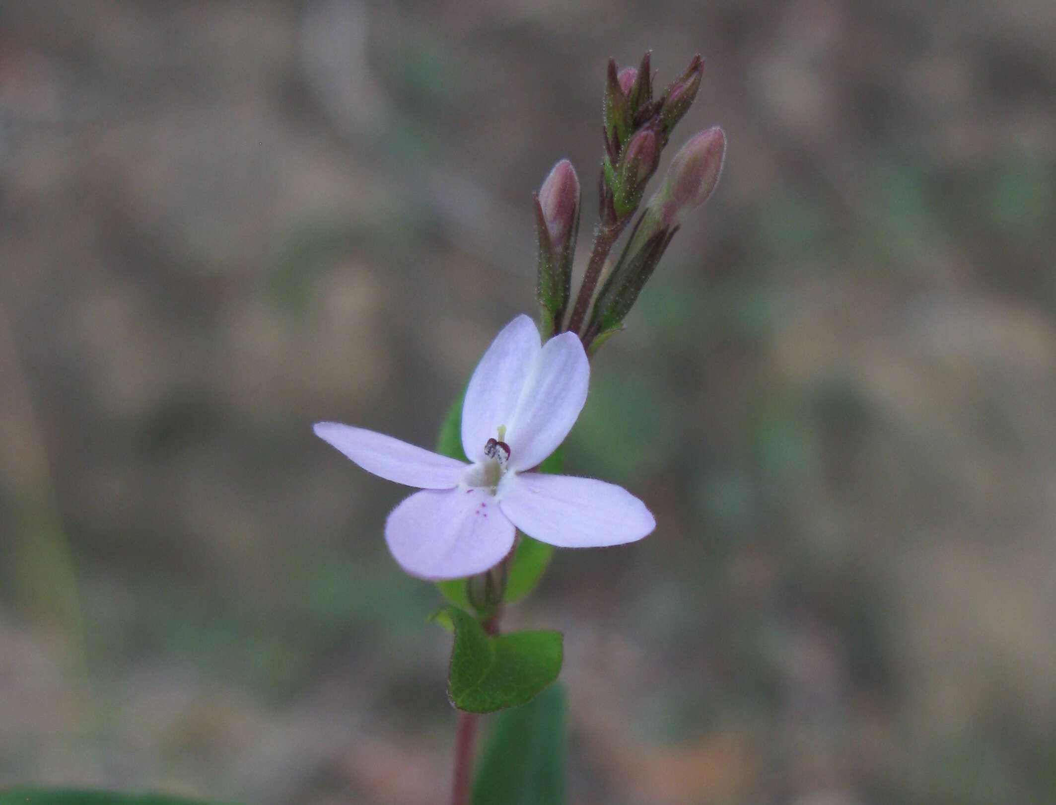 Image de Pseuderanthemum variabile (R. Br.) Radlk.