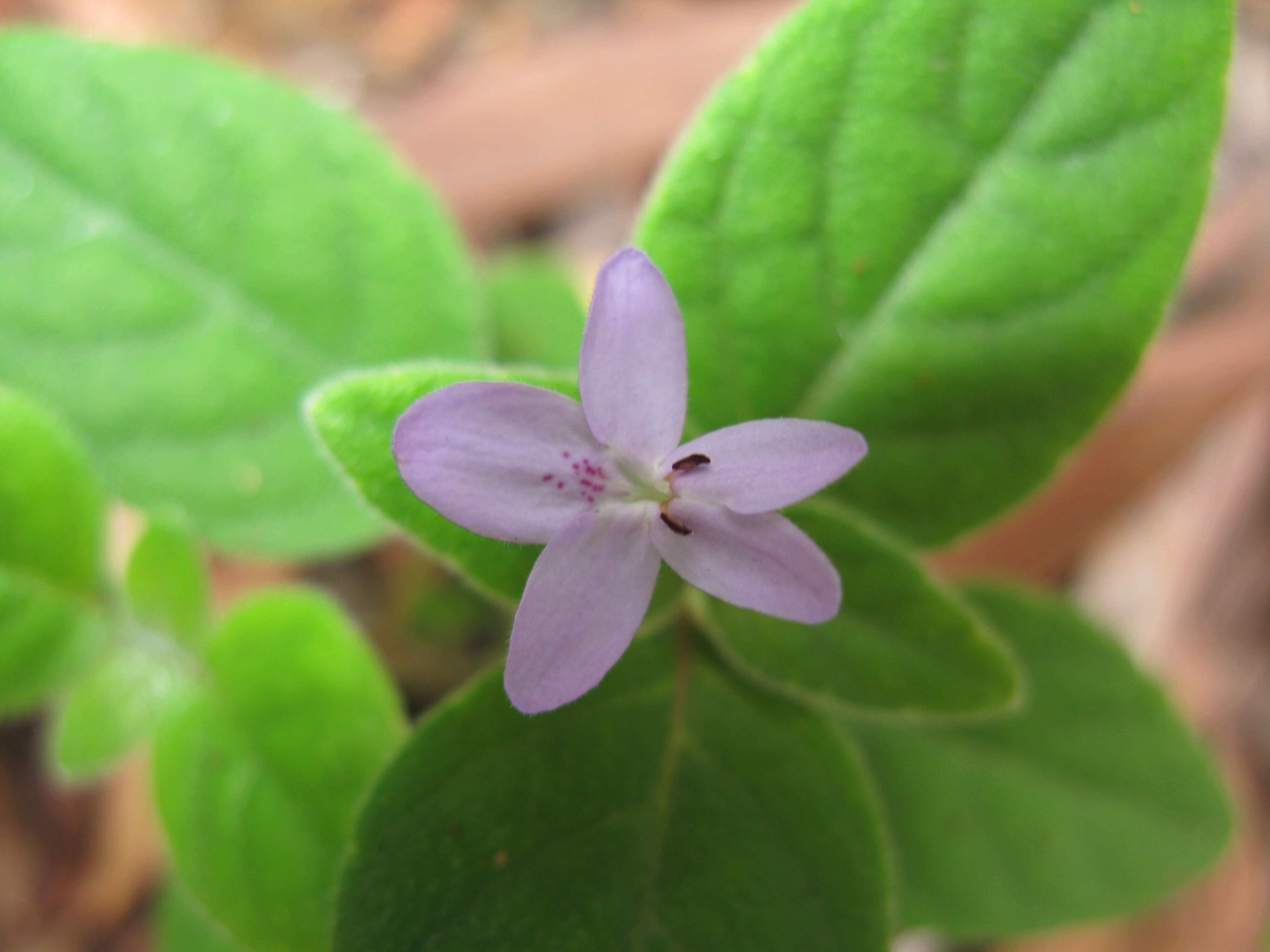 Pseuderanthemum variabile (R. Br.) Radlk. resmi