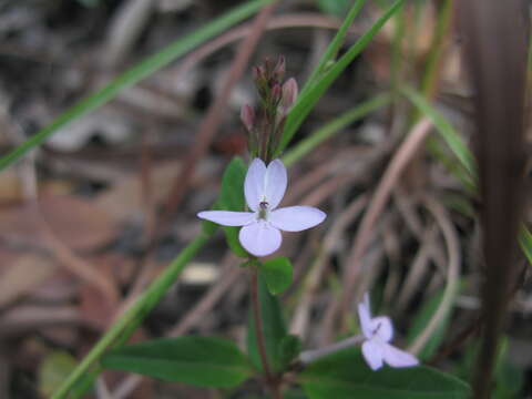 Image de Pseuderanthemum variabile (R. Br.) Radlk.