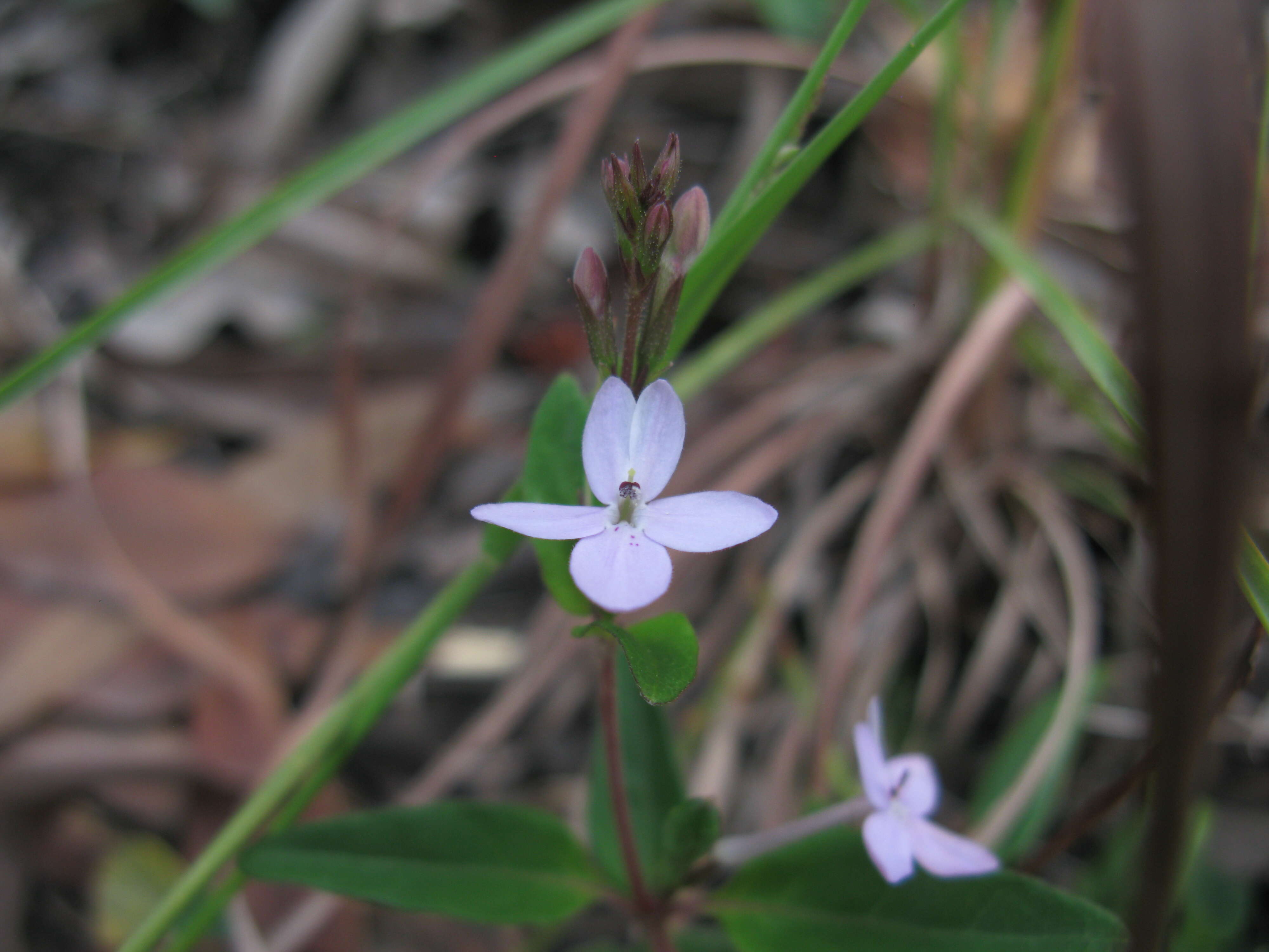 Pseuderanthemum variabile (R. Br.) Radlk. resmi