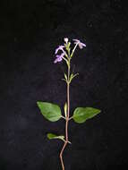 Pseuderanthemum variabile (R. Br.) Radlk. resmi