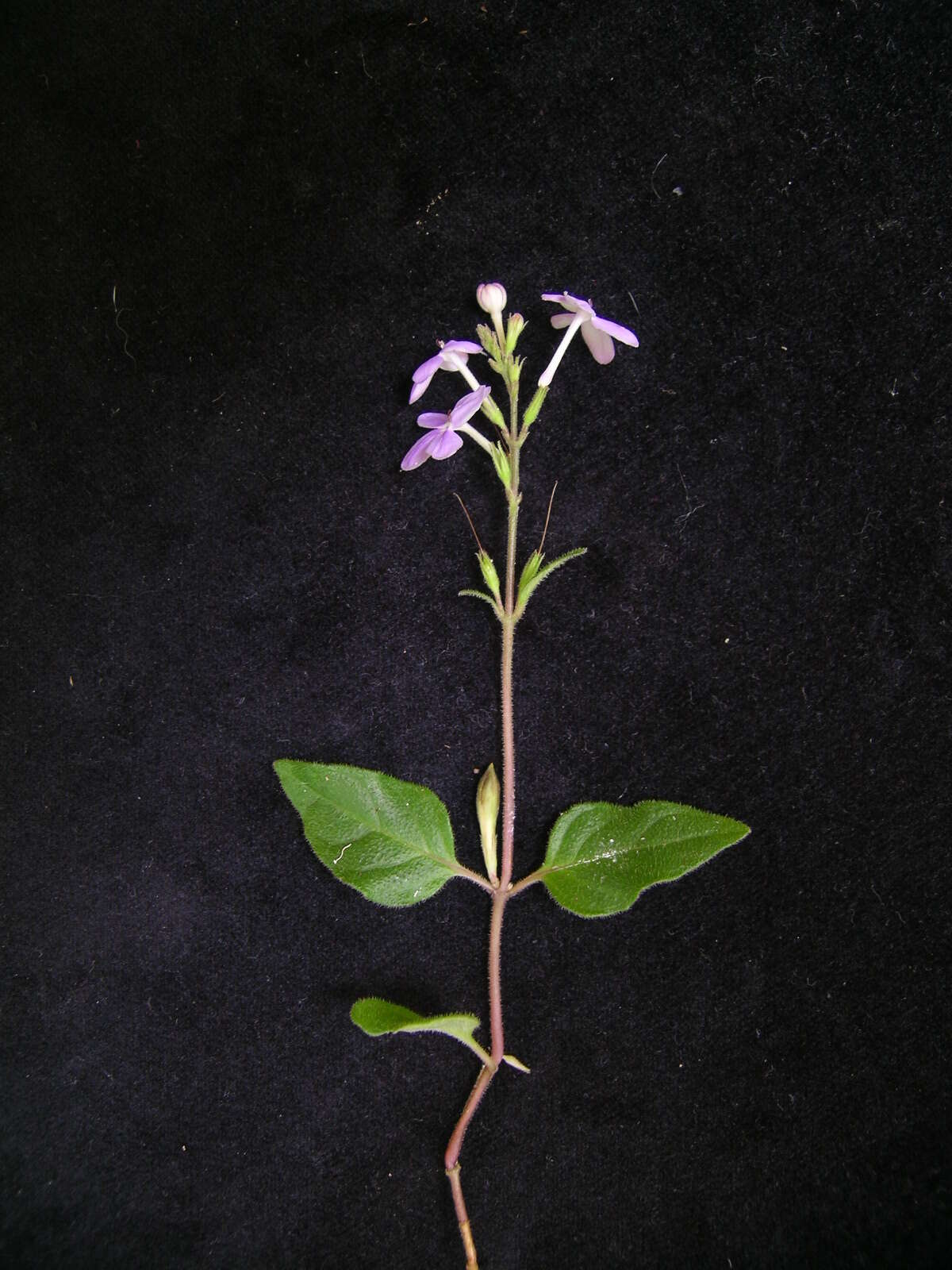 Image de Pseuderanthemum variabile (R. Br.) Radlk.